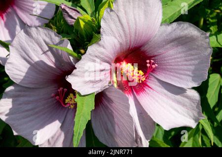 Große Blüten, Hibiscus moscheutos, violette Blume Stockfoto