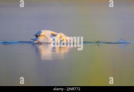 American White Pelican (Pelecanus erythrorhynchos) füttert bei Sonnenaufgang im Myakka River State Park, Florida. Stockfoto