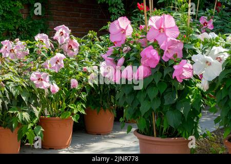 Container, Hardy Hibiscus moscheutos, Töpfe, Garten, Blumen Stockfoto