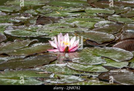 Schöne rosa Seerose oder Lotusblume Stockfoto