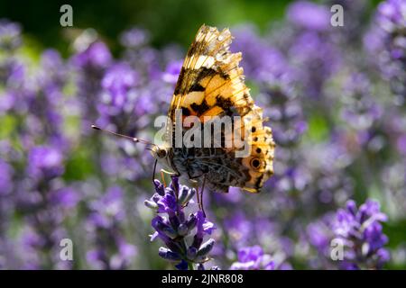 Beschädigte Schmetterlingsflügel Schmetterling Sitzend auf blauer Lavendelblüte Schmetterling auf der Blumen-Seitenansicht Stockfoto