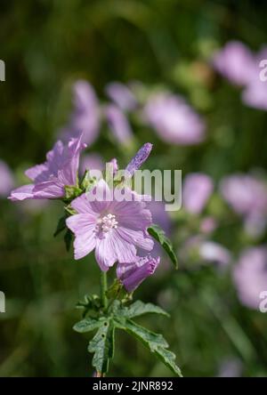 Schöne blühende rosafarbene Blume des Moschusmallow (Malva moschata), wild wachsend Stockfoto