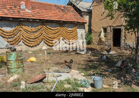 Trocknend die Saiten der Tabakblätter auf der Scheune im Dorf Kostinci. Gemeinde Dolneni, Nord-Mazedonien. Stockfoto