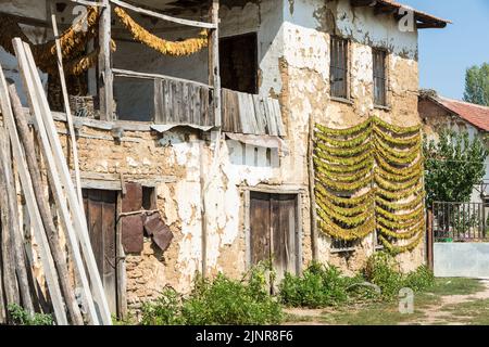 Trocknend die Saiten der Tabakblätter auf der Scheune im Dorf Kostinci. Gemeinde Dolneni, Nord-Mazedonien. Stockfoto