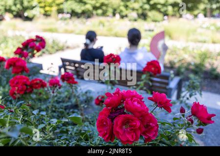 Bad Nauheim, Deutschland. 13. August 2022. Zwei Frauen sitzen auf einer Bank im Rosengarten. Quelle: Hannes P. Albert/dpa/Alamy Live News Stockfoto