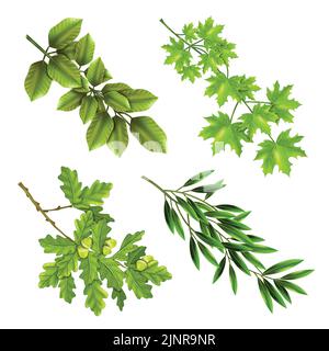 Realistische Sammlung von grünen Ästen von Laubbäumen mit Eiche Ahorn olive Blätter isoliert Vektor-Illustration Stock Vektor