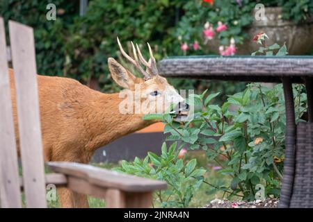 Detailreiche Nahaufnahme eines wilden Rehbock (Capreolus capreolus), der Gartenrosen in einem heimischen Garten frisst Stockfoto