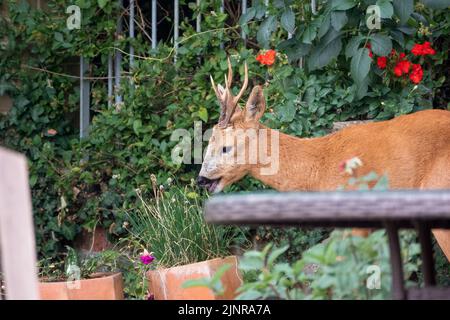 Detailreiche Nahaufnahme eines wilden Rehbock (Capreolus capreolus), der Gartenrosen in einem heimischen Garten frisst Stockfoto