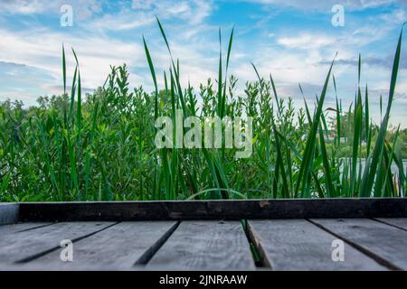 Holzbrücken, stehen, im Schilf gegen den blauen Himmel Sonnenuntergang Hinterland Stockfoto