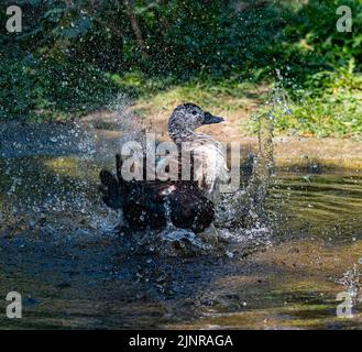 Die brasilianische Ente schlägt ihre Flügel, wodurch das Wasser in alle Richtungen spritzt Stockfoto