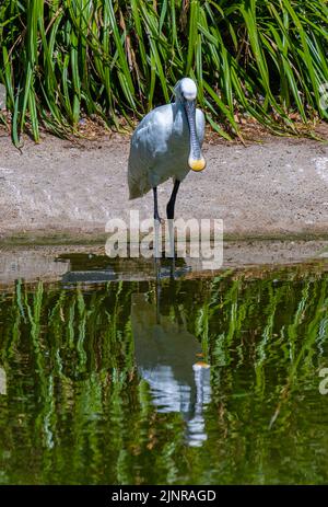 Eurasische Löffler oder gemeinsame Löffler (Platalea Leucorodia) Stockfoto