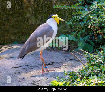 Masked Lapwing (Vanellus Miles), gebürtig aus Australien Stockfoto