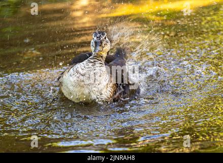 Die brasilianische Ente schlägt ihre Flügel, wodurch das Wasser in alle Richtungen spritzt Stockfoto