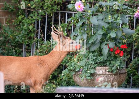 Detailreiche Nahaufnahme eines wilden Rehbock (Capreolus capreolus), der Gartenrosen in einem heimischen Garten frisst Stockfoto