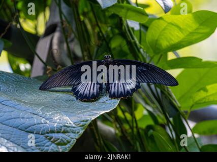 Scharlachroter Schwalbenschwanz oder Scarlet Mormon Schmetterling (Papilio Rumanzovia) auf Blatt Stockfoto