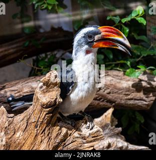 Von der Decken‘s decken‘s hornbill (tockus deckeni), erwachsen auf Baumstamm. Stockfoto