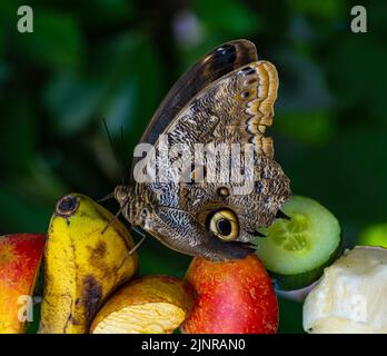 Morpho peleides, auch bekannt als Peleides blue morfo oder gemeiner morpho, ist ein tropischer Schmetterling. Stockfoto