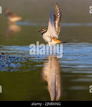 Killdeer (Charadrius vociferus), ein großer Pullover, bei Sonnenaufgang im Myakka River State Park, Florida. Stockfoto