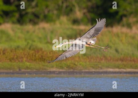 Der große Blaureiher (Ardea herodias) fliegt tief am Myakka River entlang. Myakka River State Park, Florida. Stockfoto