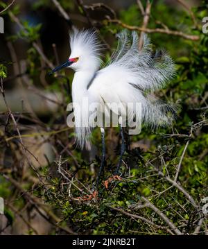 Schneeeiher (Egretta thula). In einer Rookerie. St. Augustine, Florida. Stockfoto