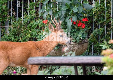 Detailreiche Nahaufnahme eines wilden Rehbock (Capreolus capreolus), der Gartenrosen in einem heimischen Garten frisst Stockfoto