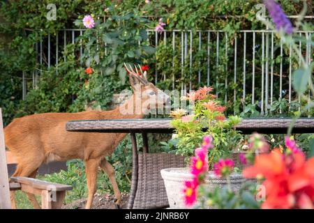 Detailreiche Nahaufnahme eines wilden Rehbock (Capreolus capreolus), der Gartenrosen in einem heimischen Garten frisst Stockfoto