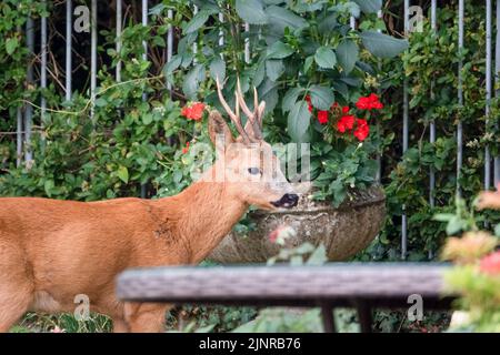 Detailreiche Nahaufnahme eines wilden Rehbock (Capreolus capreolus), der Gartenrosen in einem heimischen Garten frisst Stockfoto