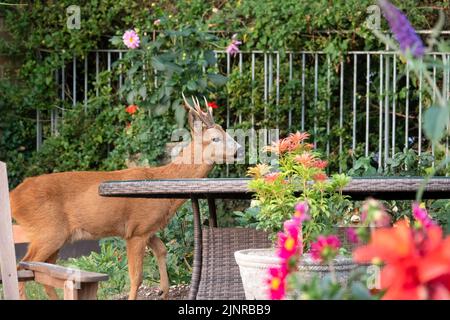 Detailreiche Nahaufnahme eines wilden Rehbock (Capreolus capreolus), der Gartenrosen in einem heimischen Garten frisst Stockfoto