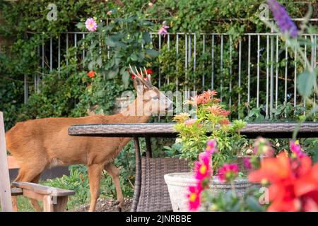 Detailreiche Nahaufnahme eines wilden Rehbock (Capreolus capreolus), der Gartenrosen in einem heimischen Garten frisst Stockfoto