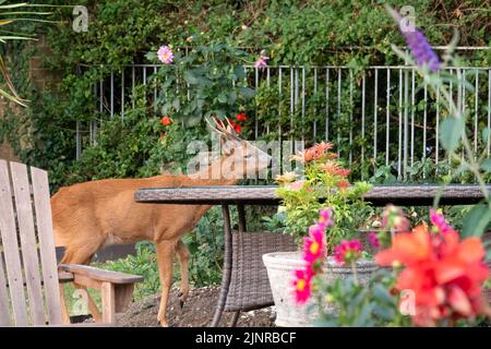 Detailreiche Nahaufnahme eines wilden Rehbock (Capreolus capreolus), der Gartenrosen in einem heimischen Garten frisst Stockfoto