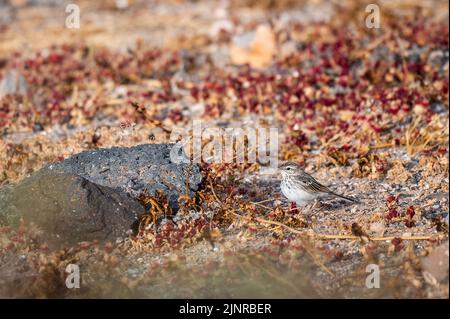 Berthelot-Pipit (Anthus berthelotii) steht auf dem Boden, ein kleiner Singvögel, der auf Madeira und den Kanarischen Inseln brütet. Stockfoto