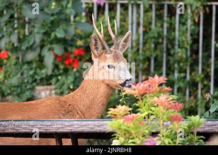 Detailreiche Nahaufnahme eines wilden Rehbock (Capreolus capreolus), der Gartenrosen in einem heimischen Garten frisst Stockfoto