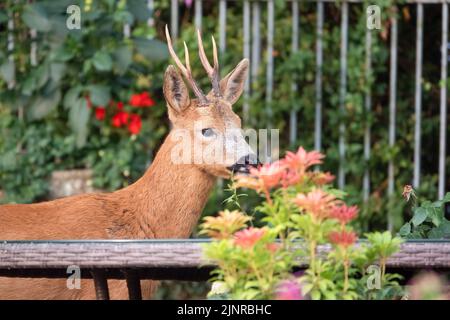 Detailreiche Nahaufnahme eines wilden Rehbock (Capreolus capreolus), der Gartenrosen in einem heimischen Garten frisst Stockfoto