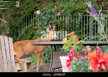 Detailreiche Nahaufnahme eines wilden Rehbock (Capreolus capreolus), der Gartenrosen in einem heimischen Garten frisst Stockfoto