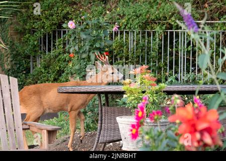 Detailreiche Nahaufnahme eines wilden Rehbock (Capreolus capreolus), der Gartenrosen in einem heimischen Garten frisst Stockfoto