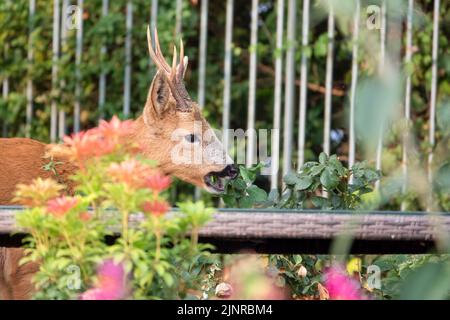 Detailreiche Nahaufnahme eines wilden Rehbock (Capreolus capreolus), der Gartenrosen in einem heimischen Garten frisst Stockfoto