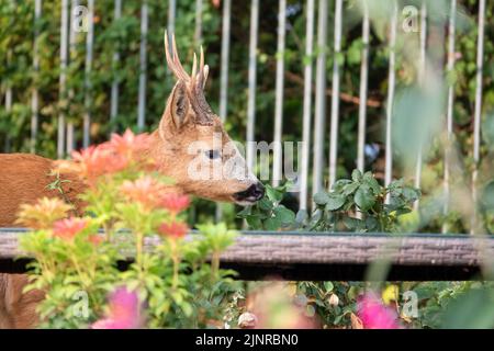 Detailreiche Nahaufnahme eines wilden Rehbock (Capreolus capreolus), der Gartenrosen in einem heimischen Garten frisst Stockfoto