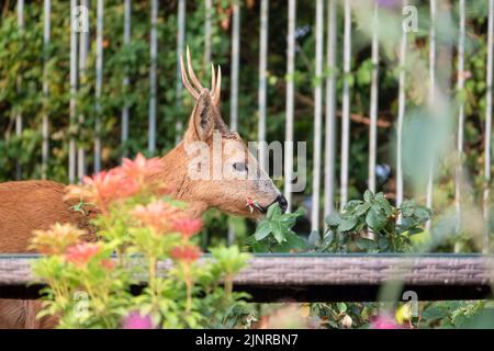Detailreiche Nahaufnahme eines wilden Rehbock (Capreolus capreolus), der Gartenrosen in einem heimischen Garten frisst Stockfoto
