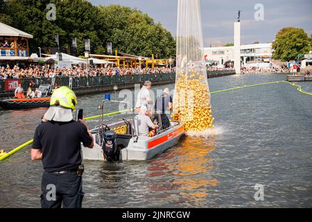 Hannover, Deutschland. 13. August 2022. Gelbe Gummienten werden während des Charity-Entenrennens über ein Netz auf die Rennstrecke am Nordufer des Maschsees freigesetzt. Das Entenrennen 11. auf dem Maschsee wird vom NKR (NKR) organisiert und findet am vorletzten Tag des Maschsee-Festivals statt. Kredit: Michael Matthey/dpa/Alamy Live Nachrichten Stockfoto