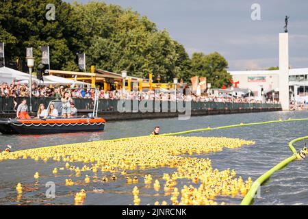 Hannover, Deutschland. 13. August 2022. Gelbe Gummienten schwimmen beim Charity-Entenrennen auf der Rennstrecke am Nordufer des Maschsee. Das Entenrennen 11. auf dem Maschsee wird vom NKR (NKR) organisiert und findet am vorletzten Tag des Maschsee-Festivals statt. Kredit: Michael Matthey/dpa/Alamy Live Nachrichten Stockfoto