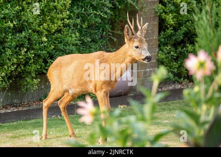 Detailreiche Nahaufnahme eines wilden Rehbock (Capreolus capreolus) in einem heimischen Garten Stockfoto
