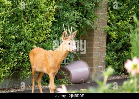 Detailreiche Nahaufnahme eines wilden Rehbock (Capreolus capreolus) in einem heimischen Garten Stockfoto