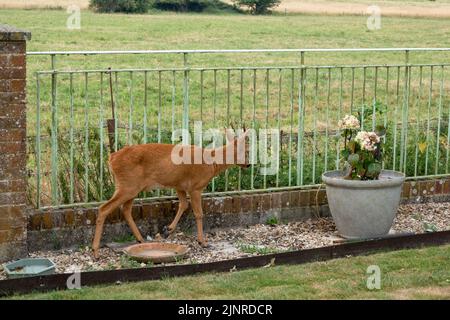 Detailreiche Nahaufnahme eines wilden Rehbock (Capreolus capreolus) in einem heimischen Garten Stockfoto