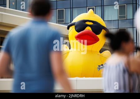 Hannover, Deutschland. 13. August 2022. Eine große, aufgeblasene Gummiente steht auf der Dachterrasse des Courtyard Hotels am Nordufer des Maschsee am Rande des Charity-Entenrennens am Maschsee. Das Entenrennen 11. auf dem Maschsee wird vom NKR (NKR) organisiert und findet am vorletzten Tag des Maschsee-Festivals statt. Kredit: Michael Matthey/dpa/Alamy Live Nachrichten Stockfoto