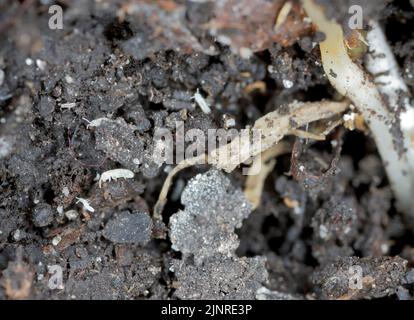Springschwnze im Boden unter den Wurzeln der Pflanzen. Sie sind  gefhrliche Schdlinge von Kultur- und Topfpflanzen Stockfotografie - Alamy