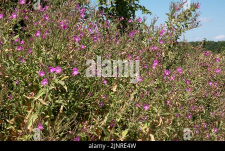 Nahaufnahme eines großen Hairy Willowherb (Epilobium hirsutum) in voller Blüte, auch bekannt als Codlins and Cream, Apple-Pie und Cherry-Pie Stockfoto