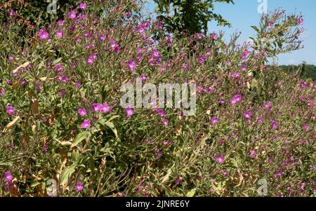 Nahaufnahme eines großen Hairy Willowherb (Epilobium hirsutum) in voller Blüte, auch bekannt als Codlins and Cream, Apple-Pie und Cherry-Pie Stockfoto