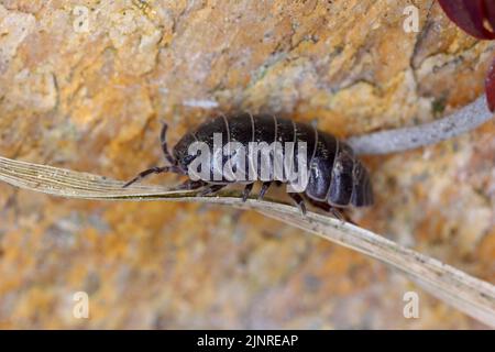 Nahaufnahme einer Woudlouse-Art, Porcellio spinicornis. Stockfoto