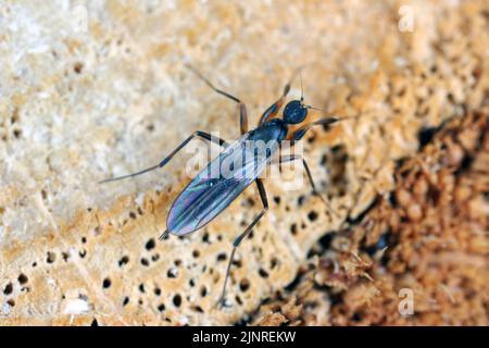 Eine Raubfliege, die auf Holz sitzt. Stockfoto