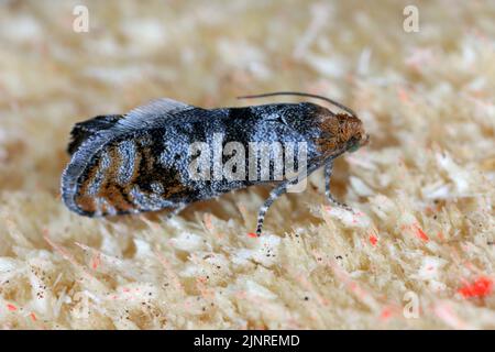 Pine Bud Moth (Pseudococcyx turionella), Raupen sind Schädlinge von Kiefern in Wäldern und Gärten. Stockfoto